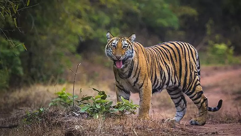 Golden Triangle Tour with Central India