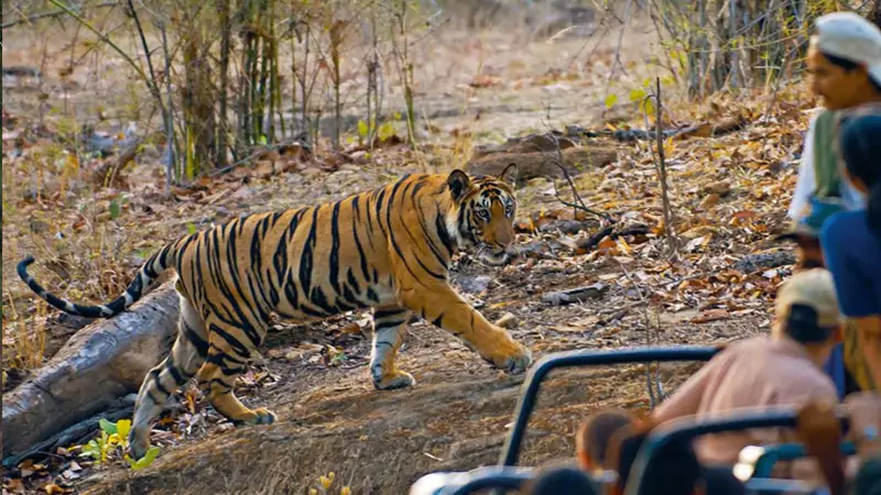 Golden Triangle Tour with Central India