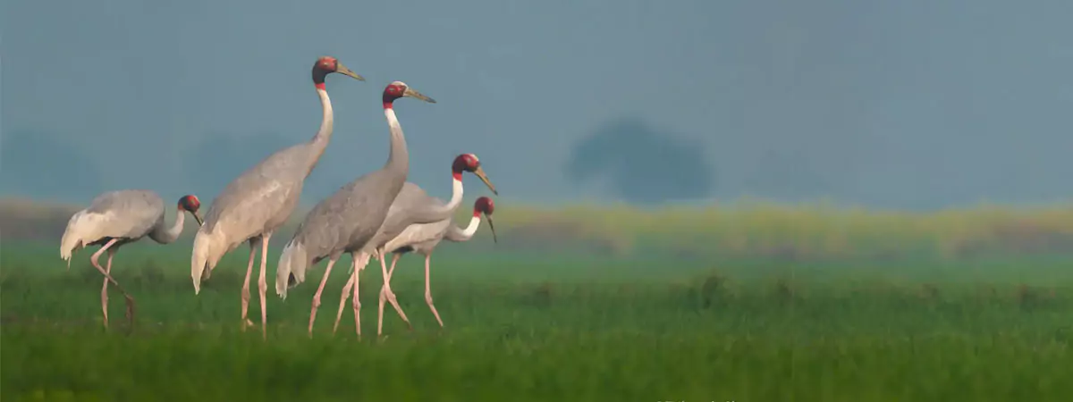 4 Days Delhi Agra Bharatpur Trip