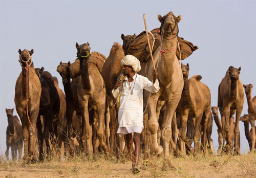 4-Day Delhi Jaipur Ajmer Pushkar Tour