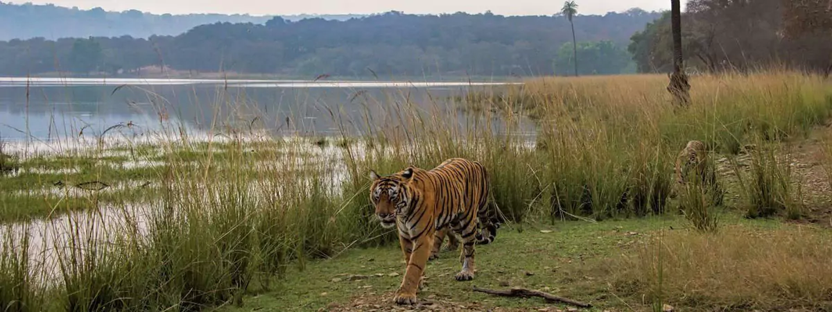 Agra Ranthambhore Jaipur Tour