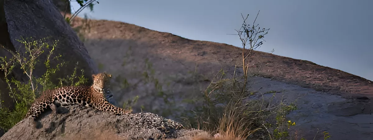 Udaipur Jawai Jaipur Agra Delhi Tour  7 Days