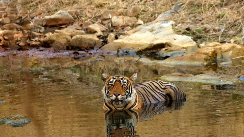 Jaipur Ranthambore Tour from Delhi