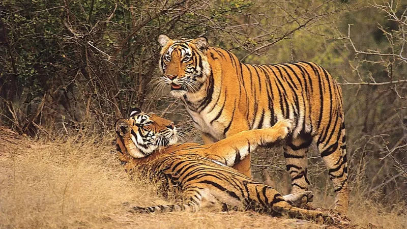 3 Days Jaipur Sariska Weekend Tour