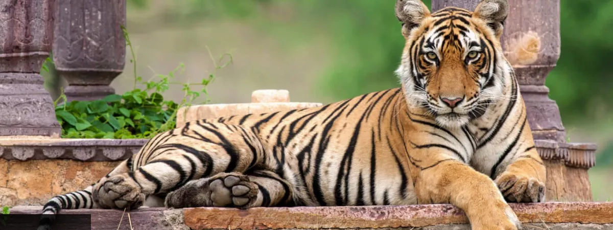 Jaipur Ranthambore Tour from Delhi