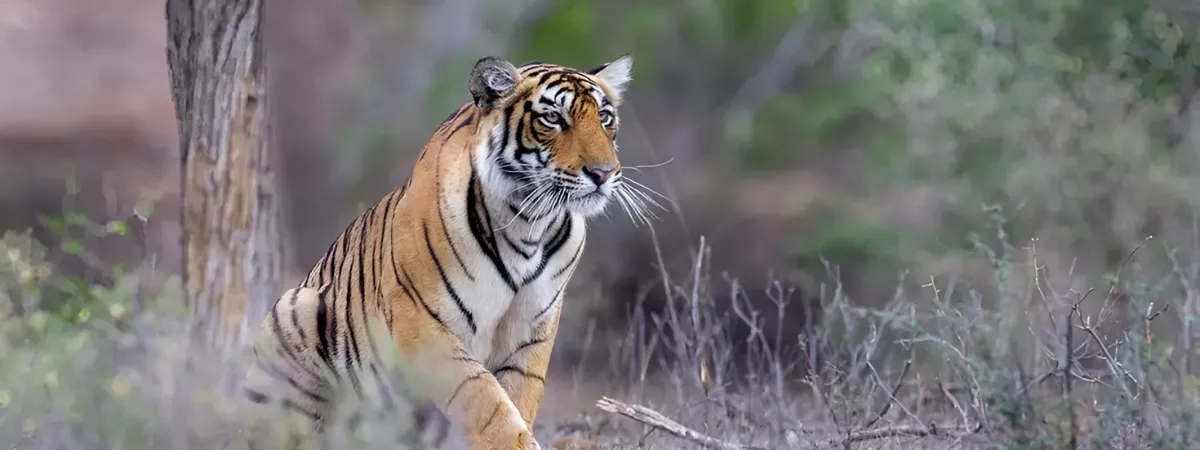 Udaipur Ranthambore Jaipur Agra Delhi Tour