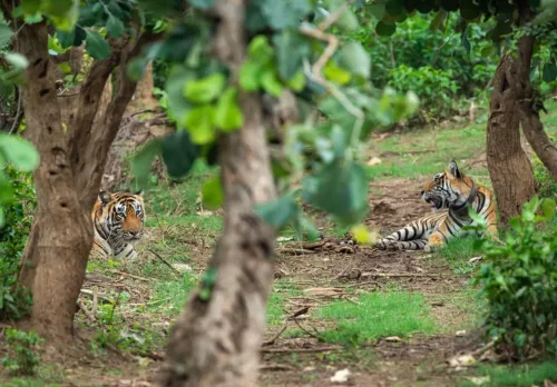 3 Days Jaipur Sariska Weekend Tour