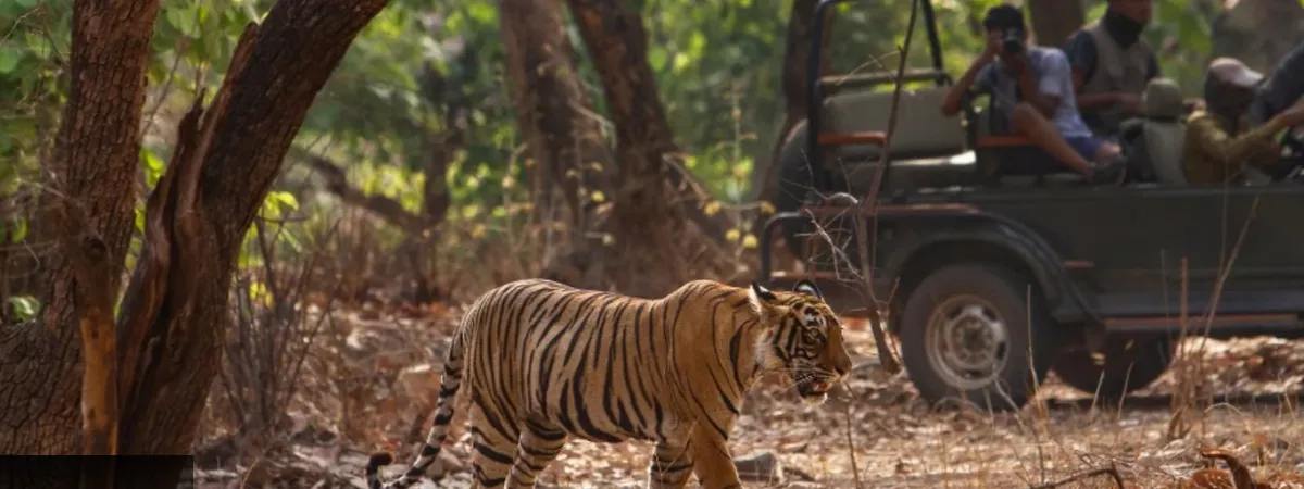 3 Days Jaipur Sariska Weekend Tour