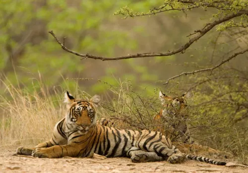 Jaipur Ranthambore Tour from Delhi
